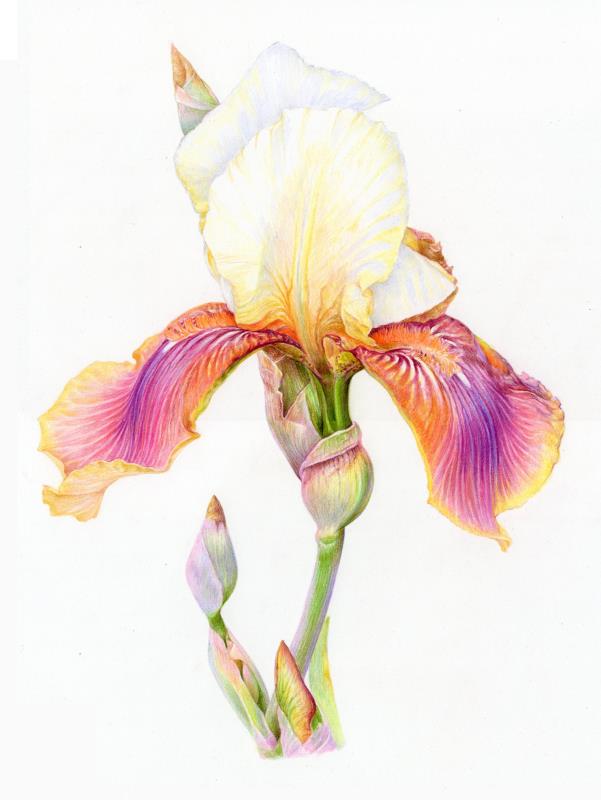 Iris